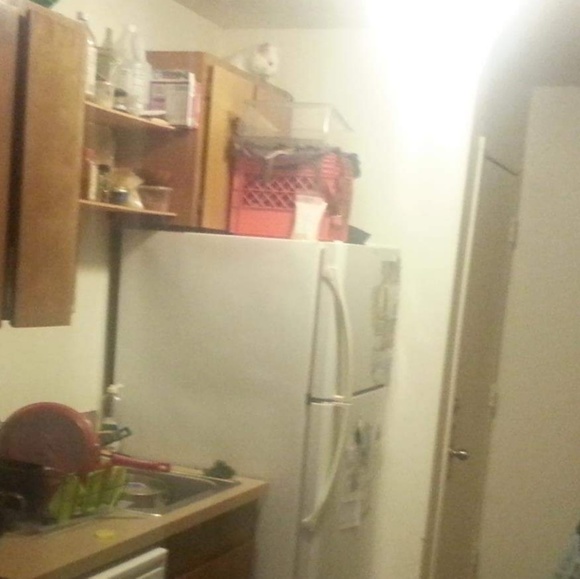 😻🌞Meet Kila the cat 🐈 - Picture 3 of 3